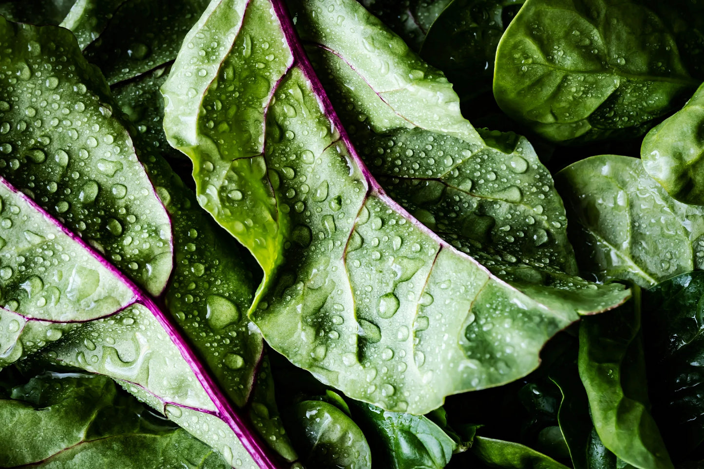Prebiotic Fiber